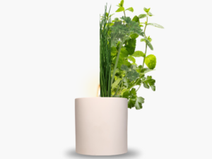 Collection Aromatiques